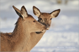 <p>JELEN LESNÍ (Cervus elaphus) obora /Red deer - Rothirsch/</p>
